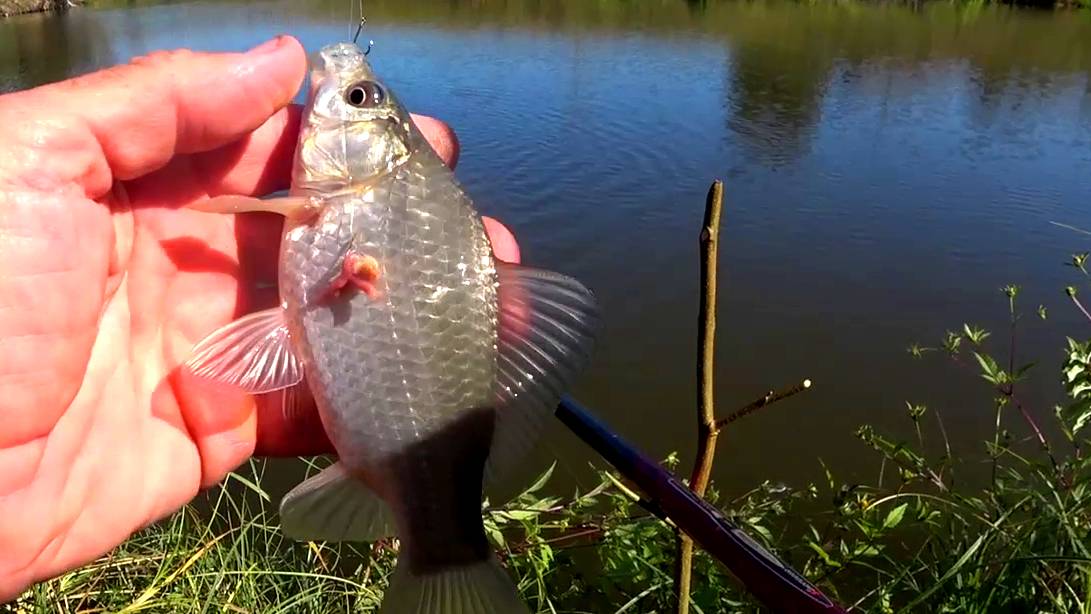 КАРАСИК ЛЮБИТ ТЕСТО. смотреть онлайн