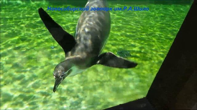 Пингвины в помещении и на улице 04.06.2021 смотреть онлайн