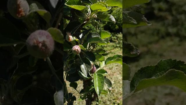 Сад 31.05.2023, месяц без дождя. смотреть онлайн