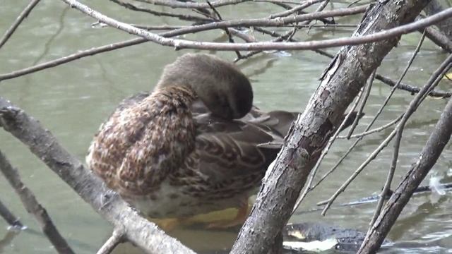 Утки устроили соревнования. смотреть онлайн