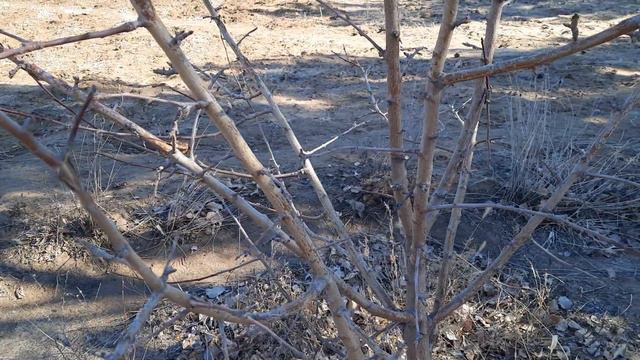 РАННЯЯ ВЕСЕННЯЯ ОБРЕЗКА ПЛОДОВЫХ ДЕРЕВЬЕВ. 2021. БУРЯТИЯ смотреть онлайн