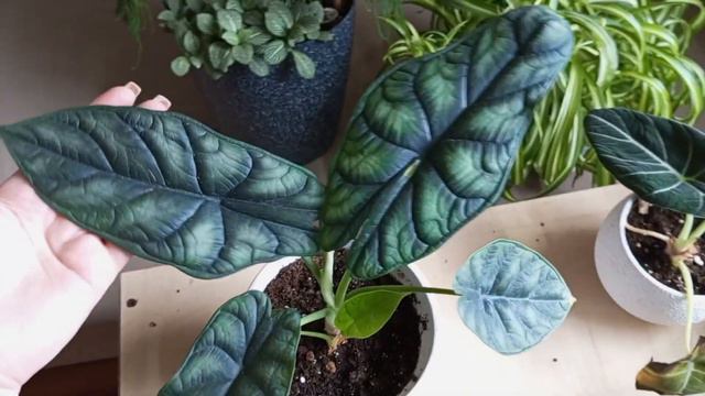 АЛОКАЗИИ | первый опыт | уход 💚 смотреть онлайн