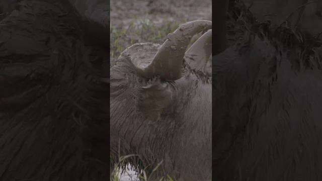 Visit Uganda in the Green Season - Nature and Wildlife смотреть онлайн