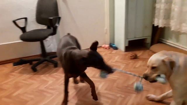 Доберман/Лабрадор/Игры. смотреть онлайн