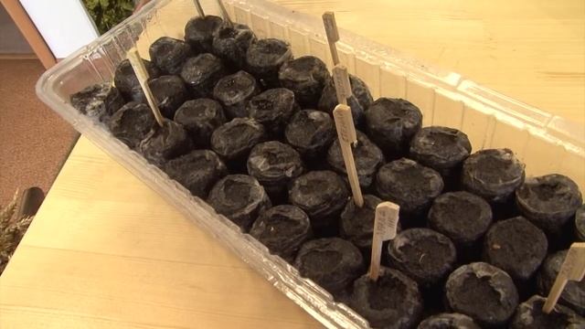 КОНСУЛЬТАНТ САДОВОДА 191 смотреть онлайн