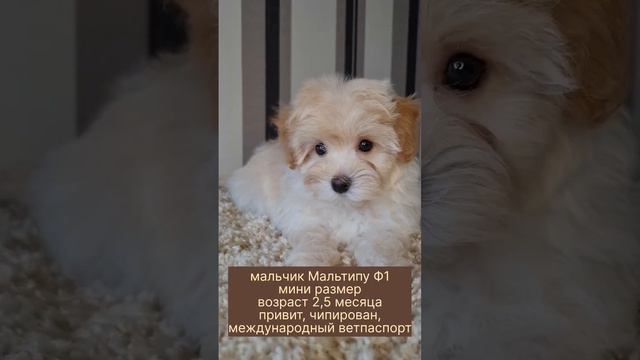 Мартин готов осчастливить Вас💯❤За покупкой: +79017213729 г. Москва, САО. ДОСТАВКА ПО РФ Миру🌎✈️🚅🚘 смотреть онлайн