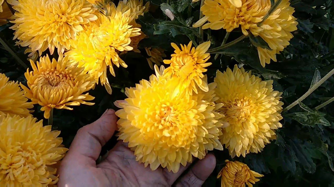 Цветы в саду. Анемона садовая, Будлея Девида, Аконит, Хризантемы летние, Лилии , смотреть онлайн