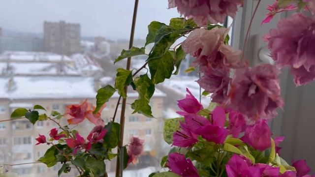 Цветение бугенвиллии в последний день зимы смотреть онлайн