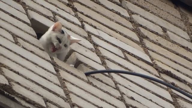 Спасение кота смотреть онлайн