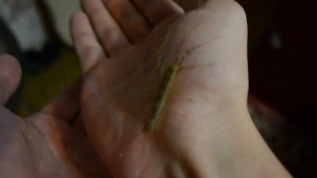 Обыкновенная мухоловка | Scutigera coleoptrata смотреть онлайн