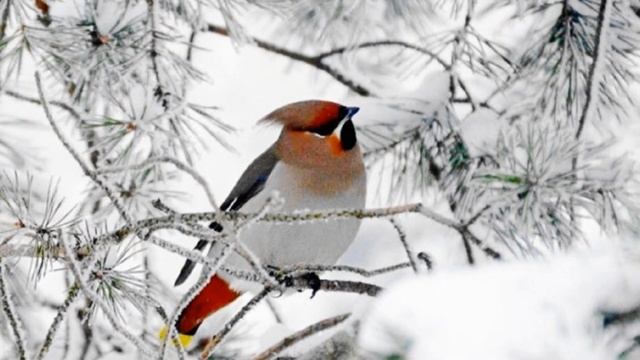 У леса на опушке ЗИМА ???⛄??❄️✨!!! 288 HD смотреть онлайн