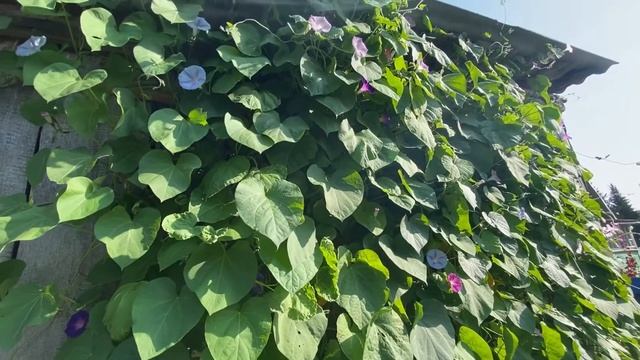 Ипомея в саду. Обзор ипомеи в конце сентября #ипомея#жизньдачника# смотреть онлайн