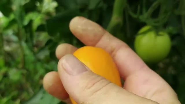 31 июля 2020 г. Томат КС 1430.