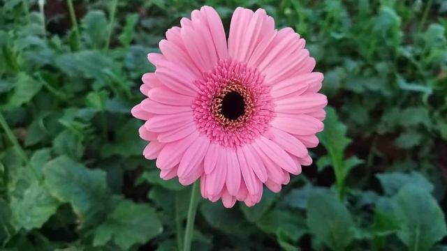 Gerbera Flower Seeds Online India || Jalbera Flower Plant care смотреть онлайн
