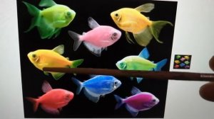 Различие самки от самца Тернеции.