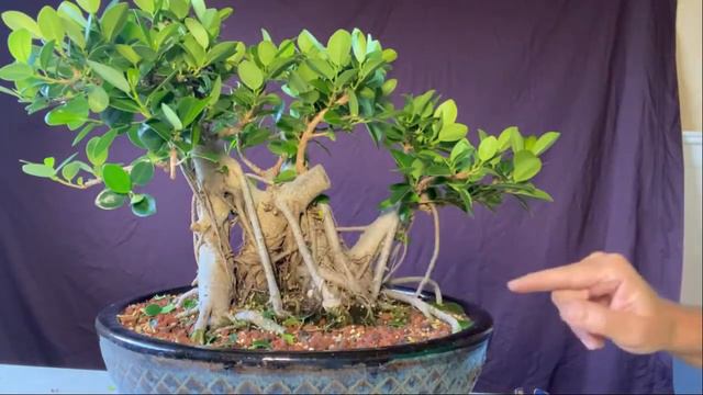 Ficus Microcarpa. Green Island Ficus Pruned And Wire Removed.