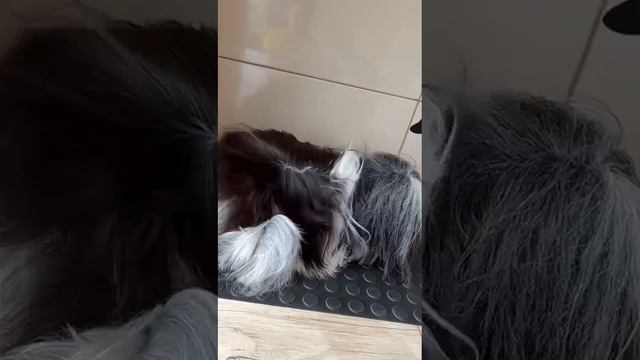 Shampoo e Condicionador Pet Linha Cotton Candy Manzz смотреть онлайн