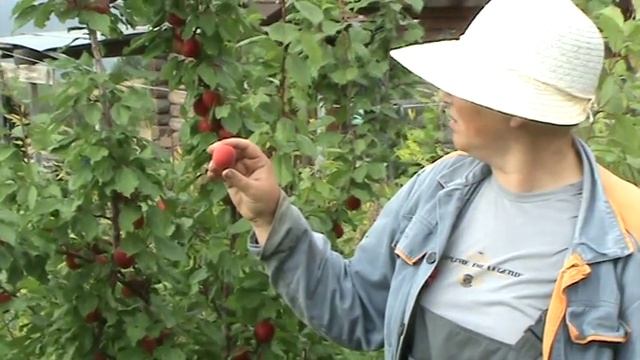 черный абрикос смотреть онлайн