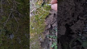 Тест Minelab X-Terra pro vs XP Deus