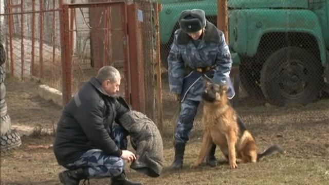 В Курской ИК-9 рассказали, как готовят собак на службу смотреть онлайн