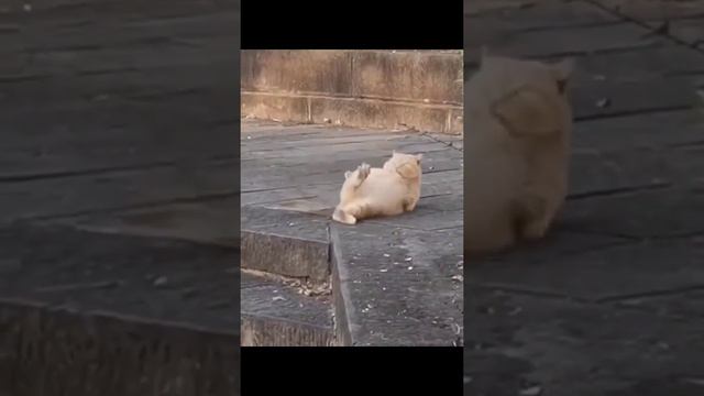 Кость широкая смотреть онлайн