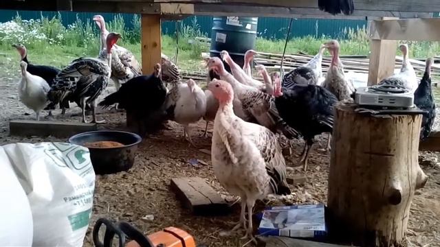 Индюшата впервые увидели просо смотреть онлайн