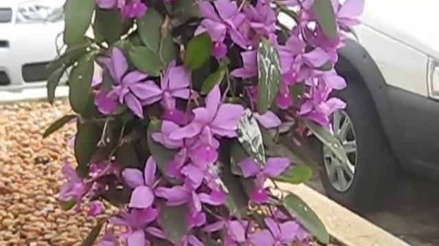 catteya walqueriana смотреть онлайн