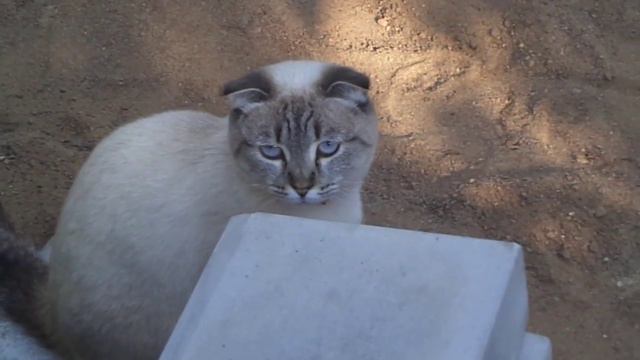 Пугливый котик смотреть онлайн