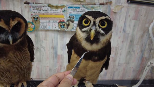 Famous Owl Cafe in Tokyo Japan 🦉 Owlpark Ikebukuro ASMR смотреть онлайн