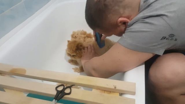 Стрижка персидского кота дома. смотреть онлайн