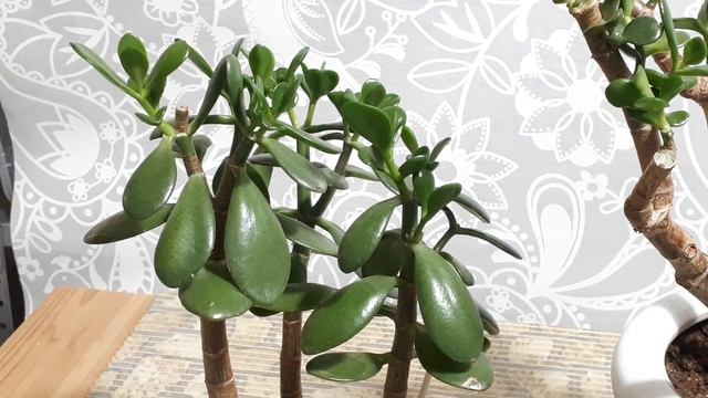 ТОЛСТЯНКА! Обзор и Тонкости ухода после обрезки!