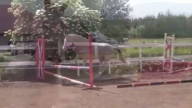 Кто они, Ахалтекинские лошади?|LH смотреть онлайн