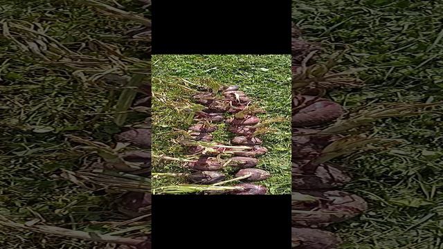 урожай! лук ялтинский