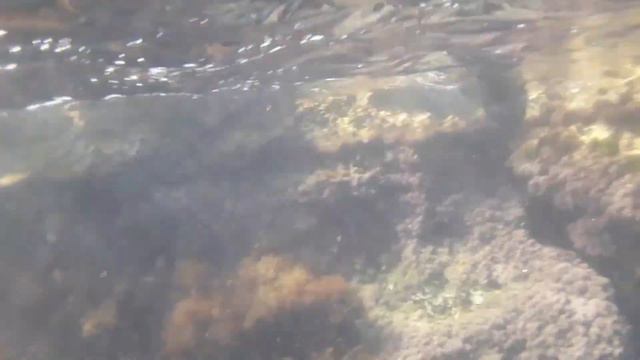 Нельзя остановить волны, но можно научиться покорять водные просторы! смотреть онлайн