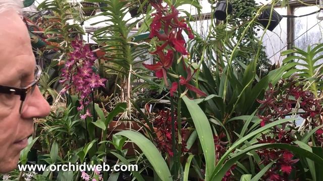 OrchidWeb - Colmanara Masai Red смотреть онлайн