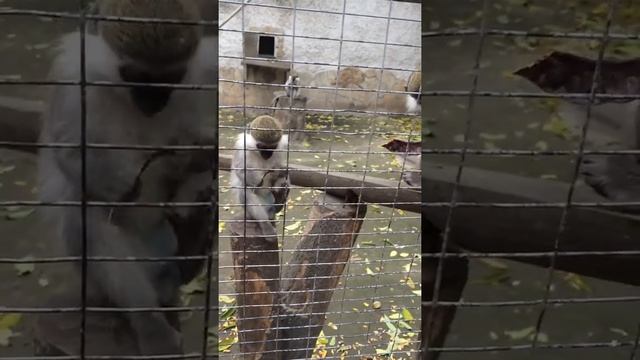 Маленький детёныш обезьянки смотреть онлайн