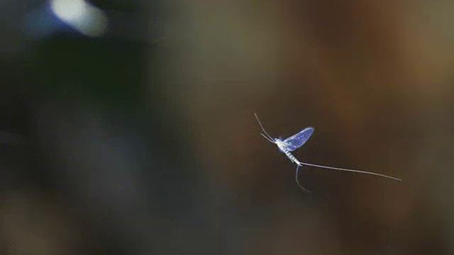"Мотылёк" смотреть онлайн