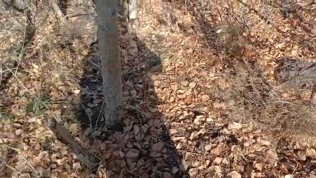 18. 10. 2023. Поездка, скорее всего для пожелания. Но и грибов нашел, видимо последние в 2023 г. смотреть онлайн