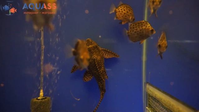 ?Aquass - Аргус зеленый (Scatophagus Argus)