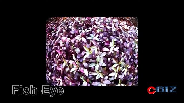 Samsung MV800 Movie Filter Test смотреть онлайн
