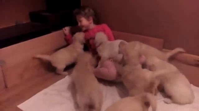 13 кусочков радости! Щенки золотистого ретривера смотреть онлайн