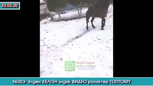 №203 - Элден КЕЛГЕН элдик ВИДЕО роликтер ТОПТОМУ | Элдик Роликтер | Акыркы Кабарлар смотреть онлайн