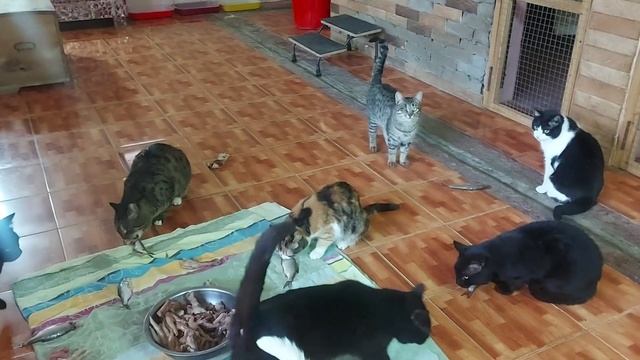 Приют для бездомных кошек и собак в Ташкенте. Мы будем сажать свой огород). смотреть онлайн