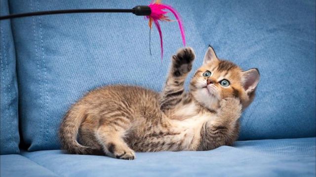 7 Things ALL Devon Rex Cats Need | Devon Rex Cats смотреть онлайн