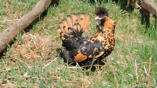 Декоративные куры Алтайская Бентамка Джерсийский гигант Павловская Jersey giant Bantam Pavlov gold смотреть онлайн