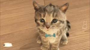Маленький котенок - Кид и подписчики #ПУРУМЧАТА