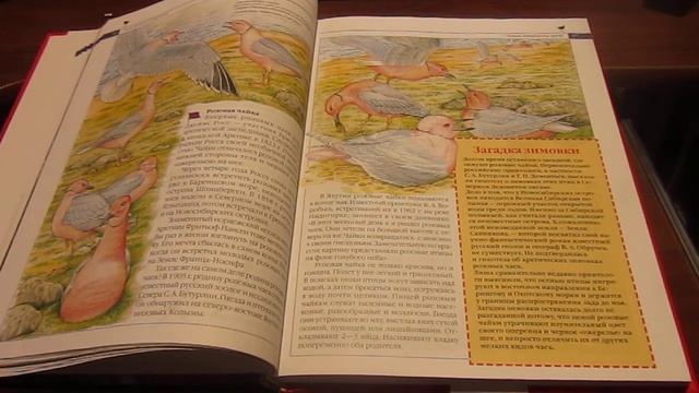 Красная книга России. Читает Т.А. Соколова. Библиотека мкрн. Луговая смотреть онлайн