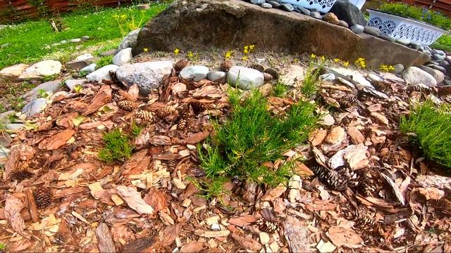 Карелия 2022/Часть6/Обзор дачного участка/ Новые посадки/ смотреть онлайн