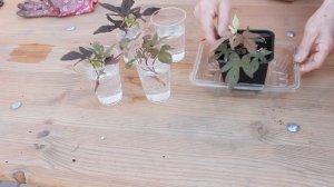 Ипомея батат . Черенкование.