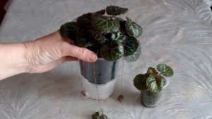 Камнеломка плетеносная. Содержание и уход. Весенняя пересадка